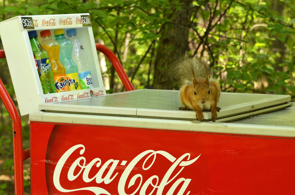 Все любят Coca-Cola)))) - Светлана Винокурова