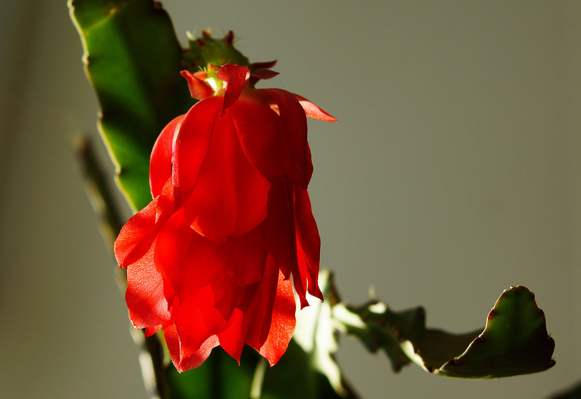 Цветок кактуса - Алексей Golovchenko