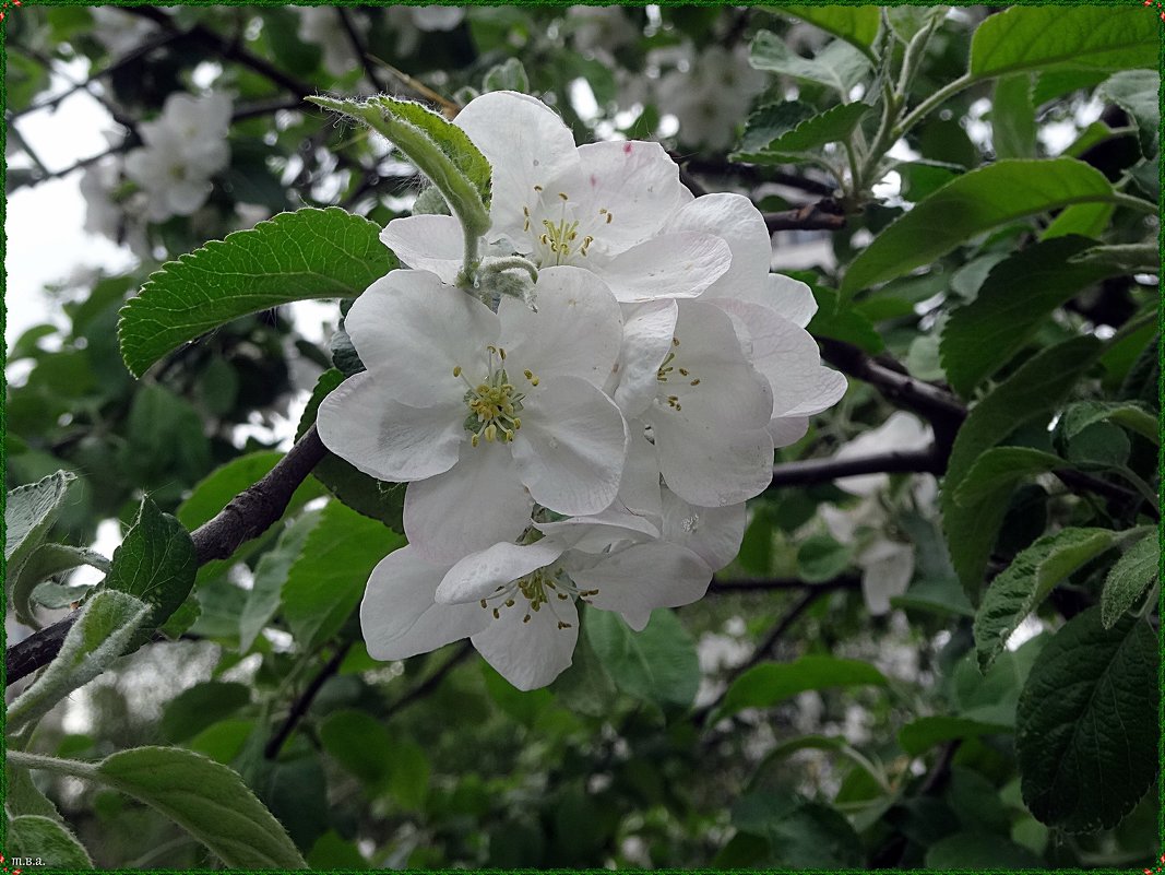 Цветы яблони - Вера 