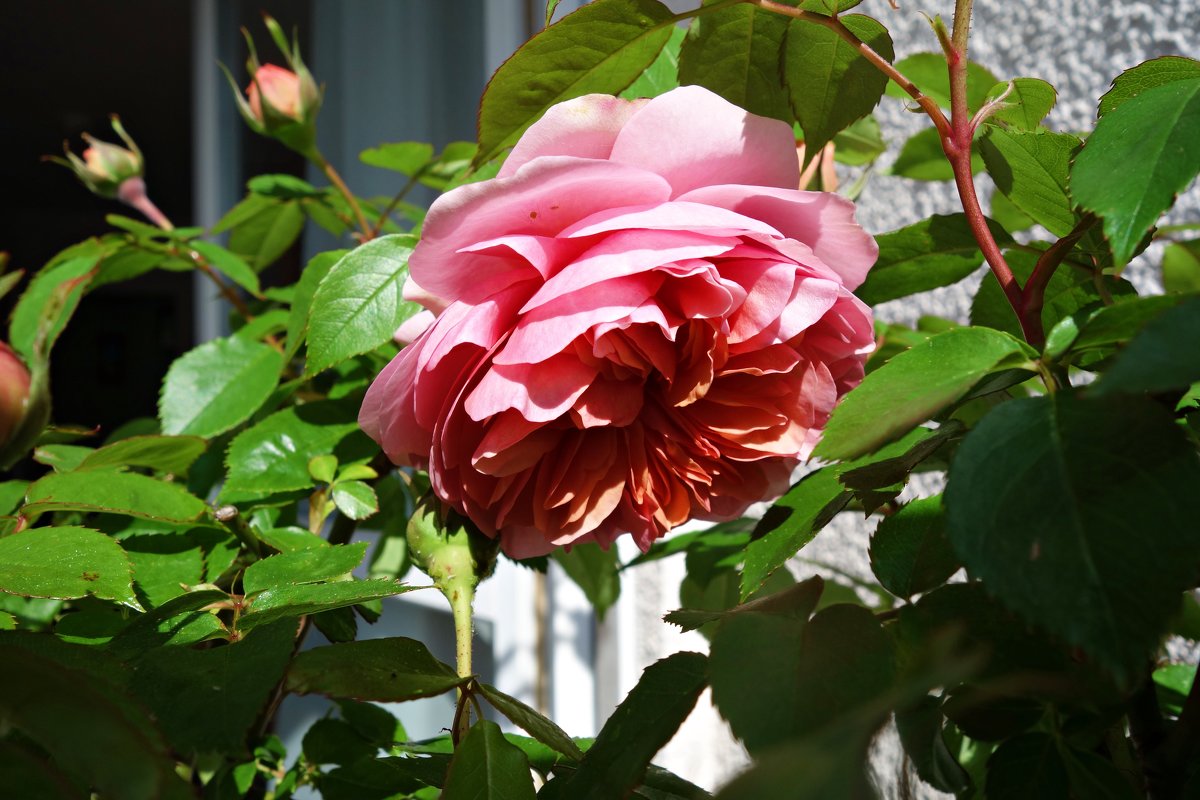 Первая, в этом году, на моем балконе расцвела «Английская роза»-Роза Девида Остина. - Galina Dzubina