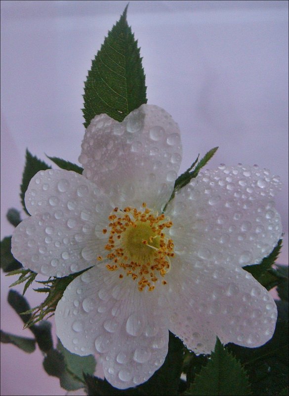 Цветок шиповника в слезах - Нина Корешкова