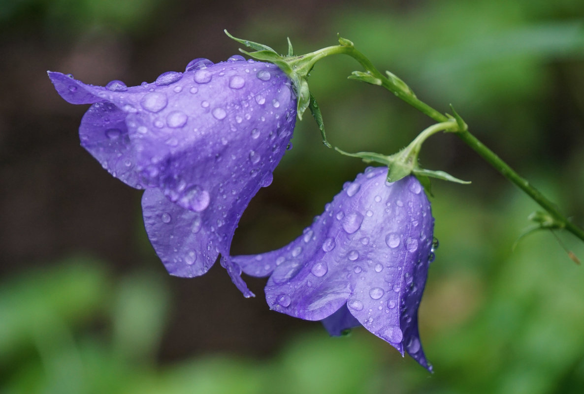 Цветы под дождём - Андрей Майоров