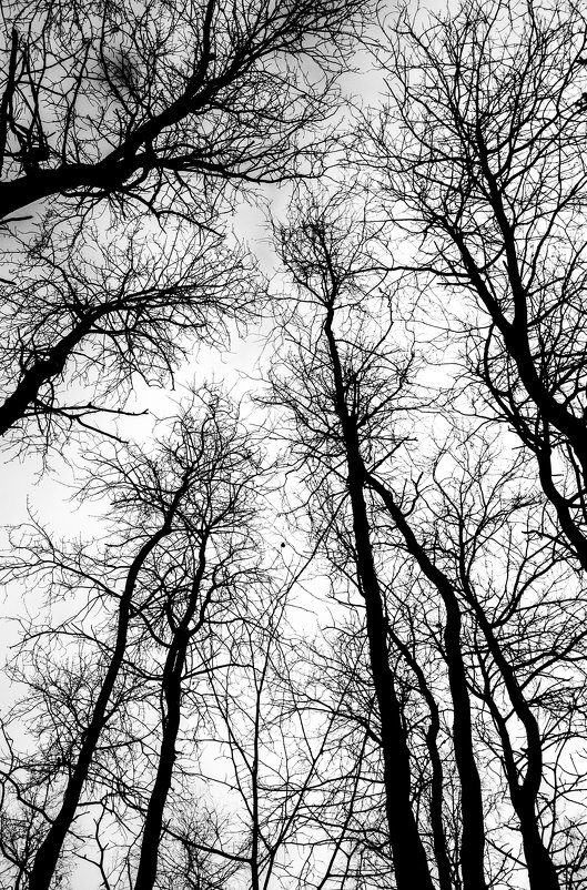 Gloomy forest - Света Гончарова