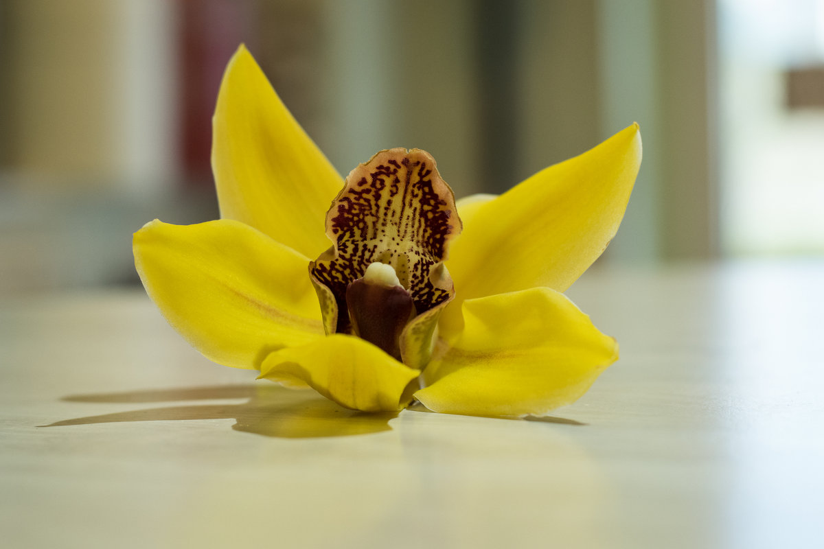 орхидея - ольга 