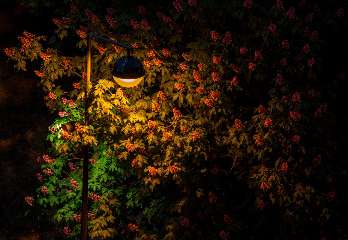цветы в ночи - Константин Шабалин