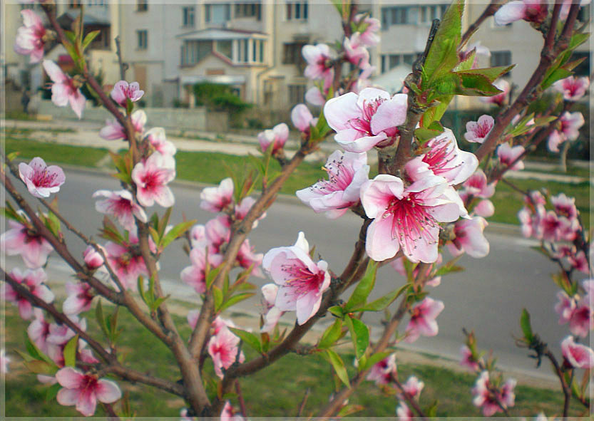 Весна на нашей улице... - Эля Юрасова