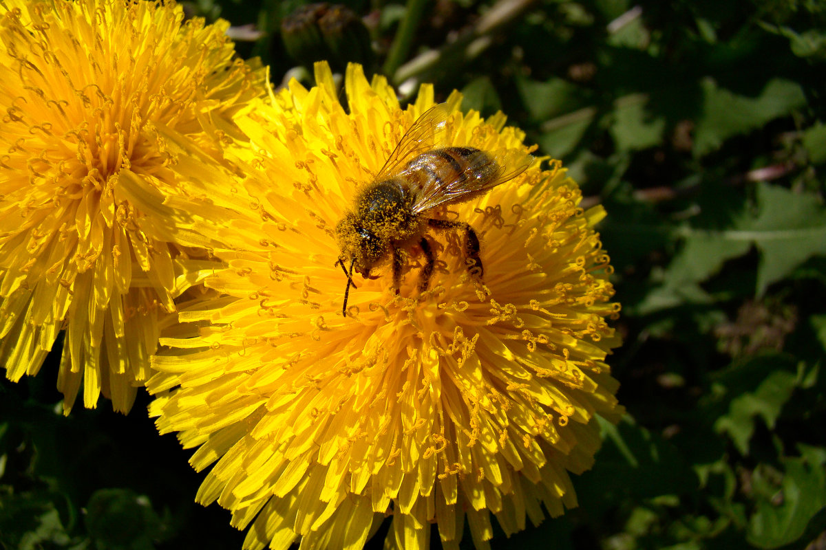 пчелка на работе) - linnud 