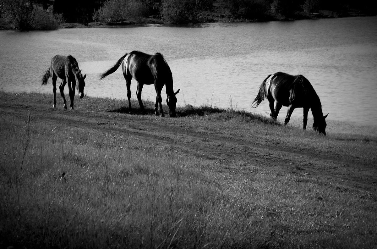 Ходят кони над рекою...... - Валерия  Полещикова 