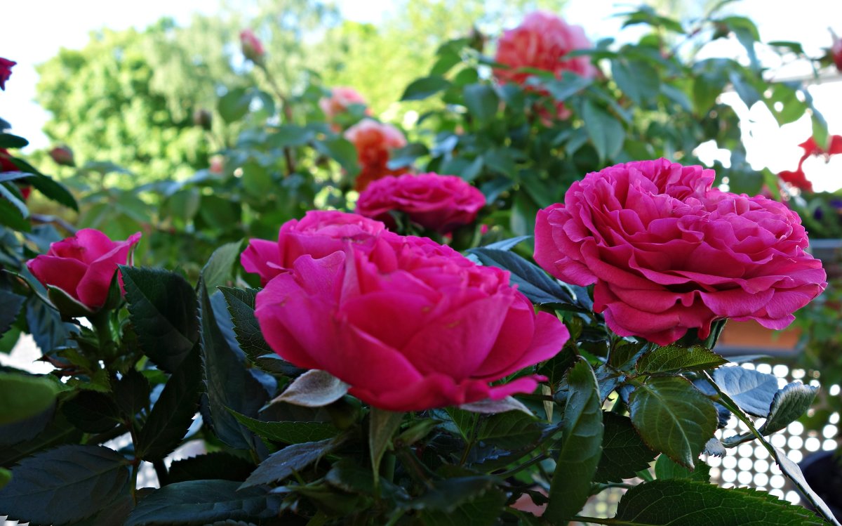 Розы на моем балконе - Galina Dzubina