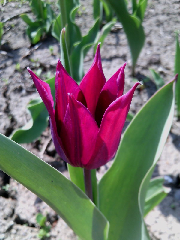тюльпан - doberman 