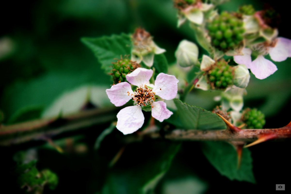 малиновый цветок - Anahit Vardanyan