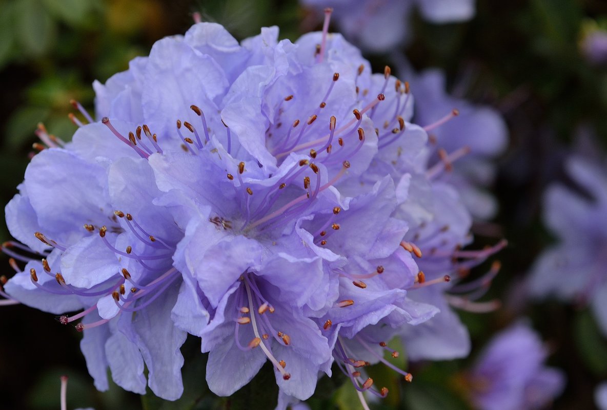 цветок рододендрона - Olena 