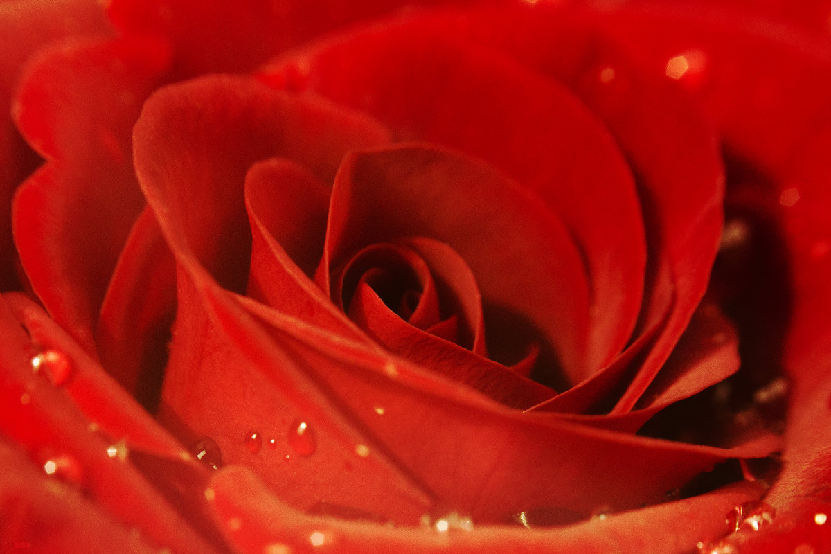 Красная роза - Сахаб Шамилов