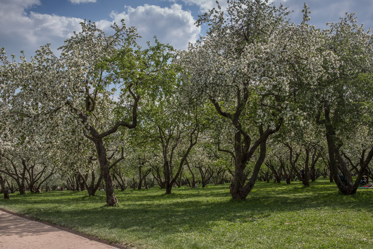 коломенское в период цветения яблонь - юрий макаров