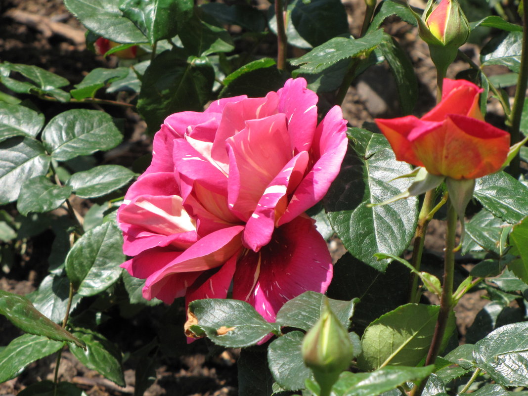 Роза (Коллекция Никитского ботанического сада, май 2016 г.) - Ольга Иргит