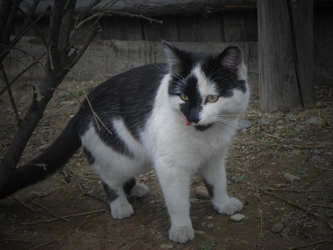 Чёрно белый кот - Настя Перфильева