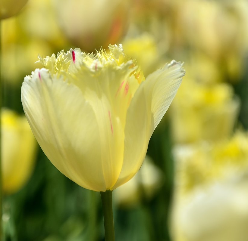 из серии цветы весны Тюльпаны - Мария Климова