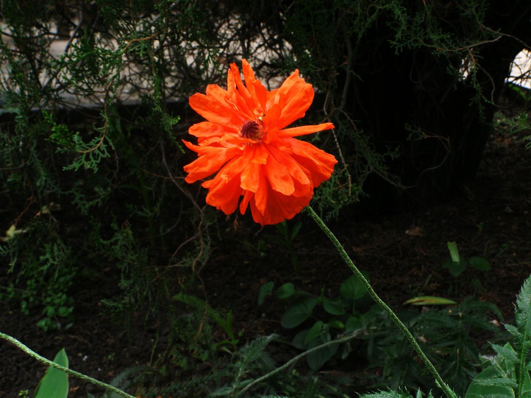 Цветок - анатолий томас 