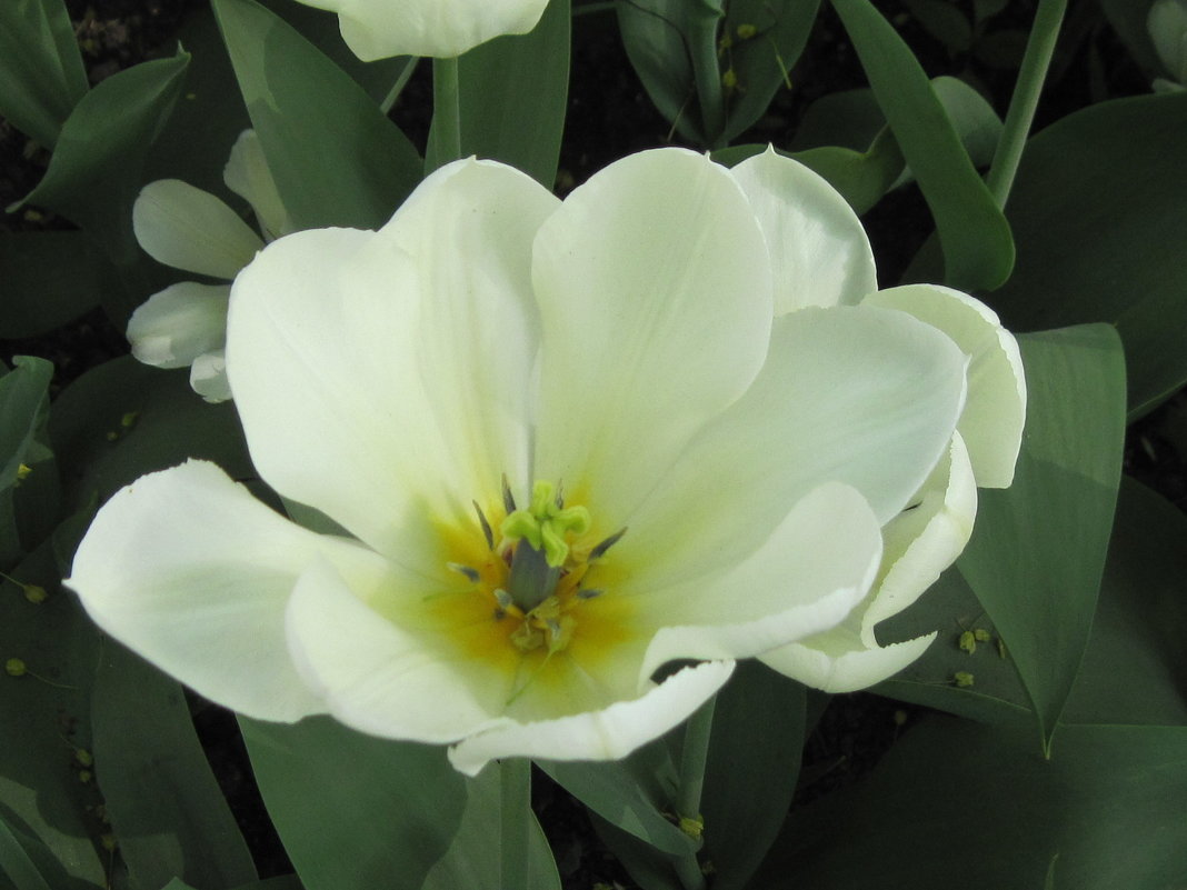 Белый тюльпан - Маера Урусова