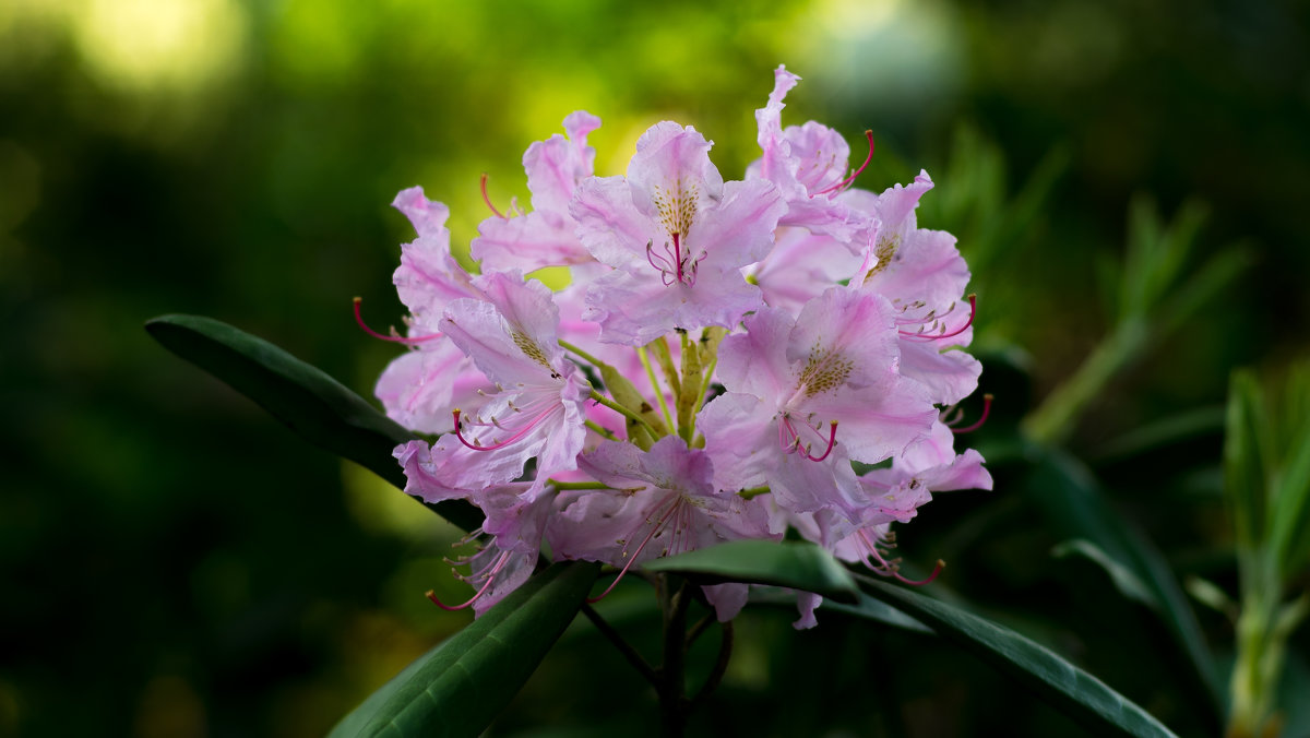 Rhododendron - Евгений U