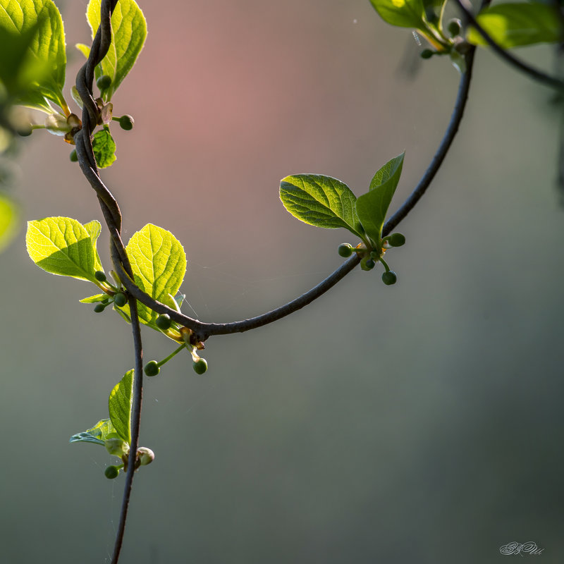 Утренний мотив - Владимир Шамота