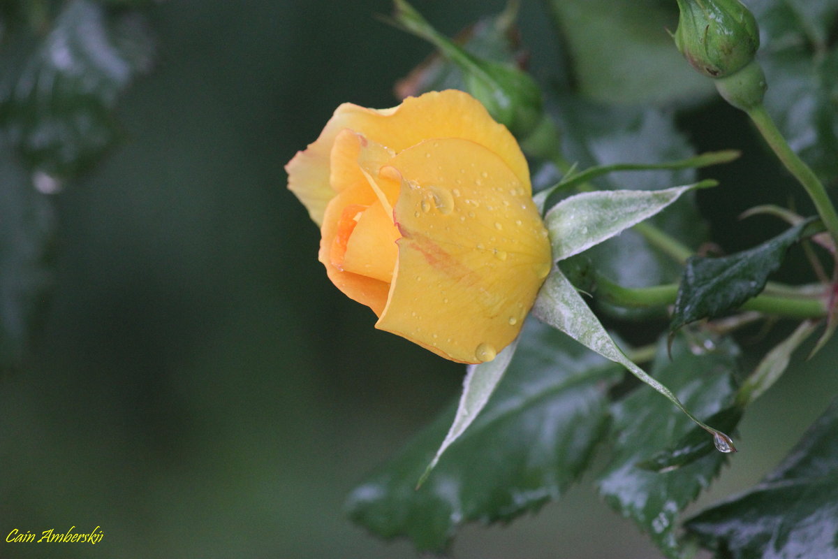 Роза после дождя - Cain Amberskii