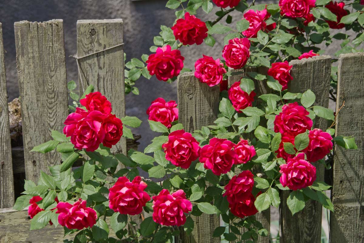 Розы  на заборе - Natali D