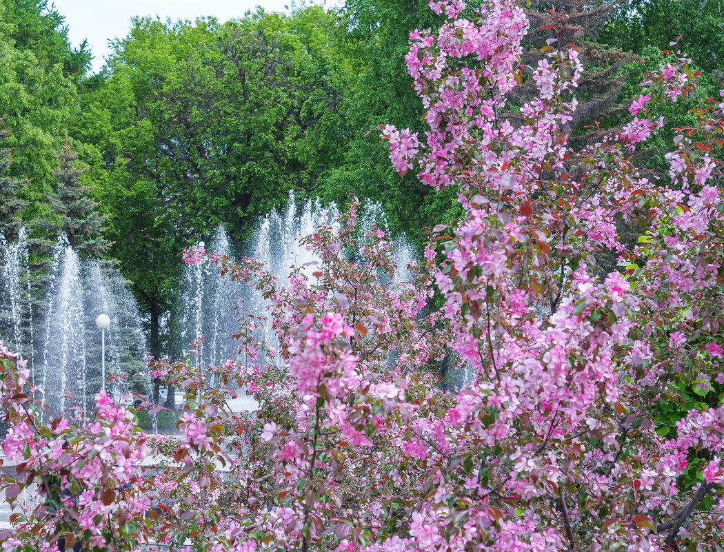 Цветущая сакура на фоне фонтана - Сергей Тагиров
