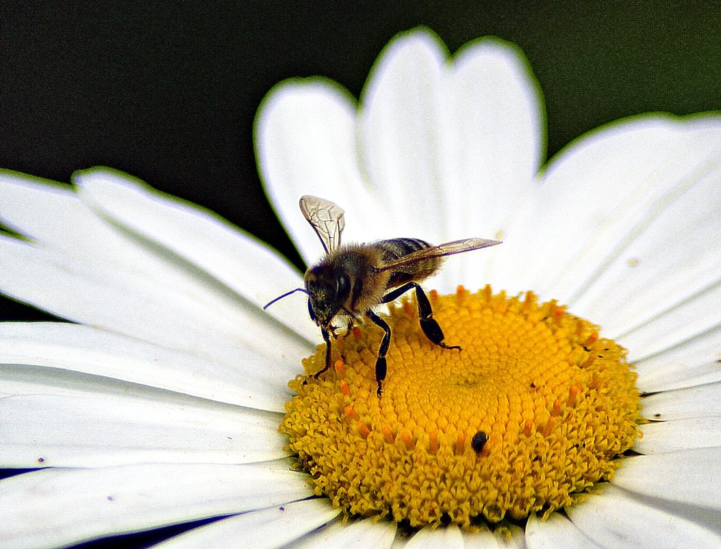 пчелка на ромашке - Александр Корчемный