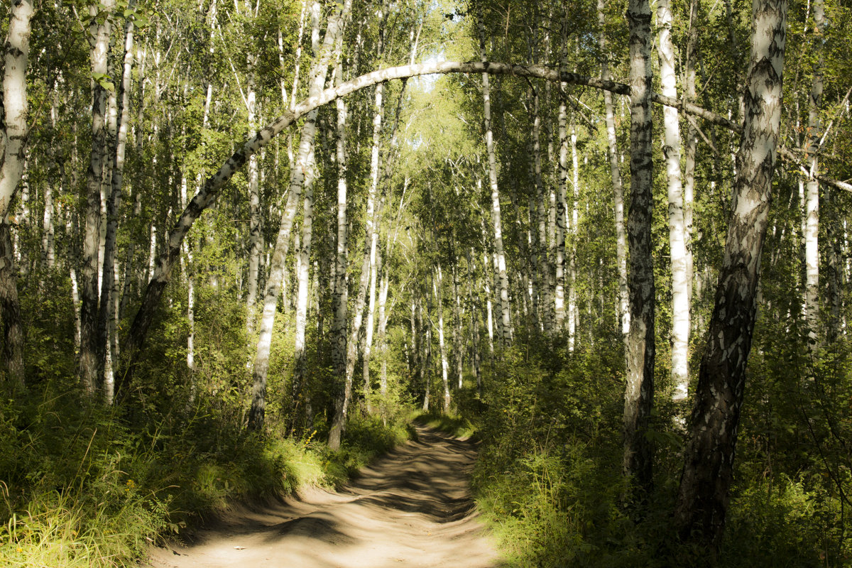 Дорога в лесу - Юлия окладникова