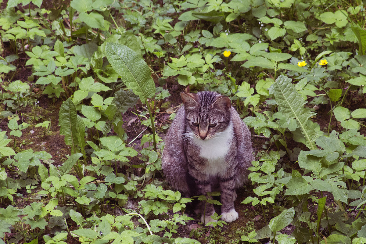Котик на траве - Aнна Зарубина
