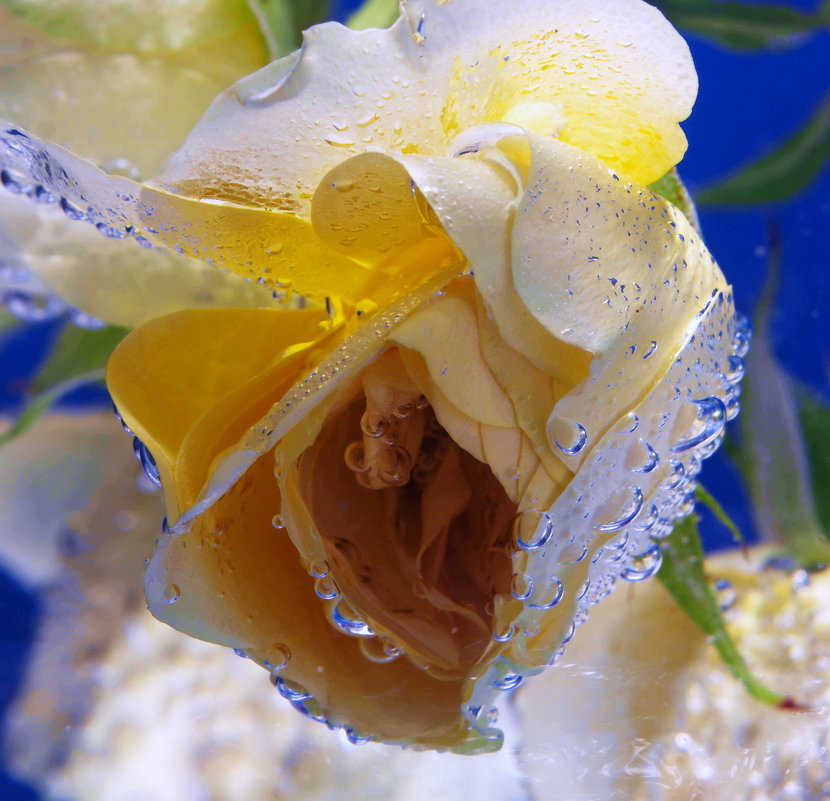 Цветы в аквариуме - людмила Миронова