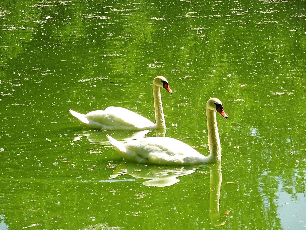 Лебединая пара на озере - Маргарита Батырева