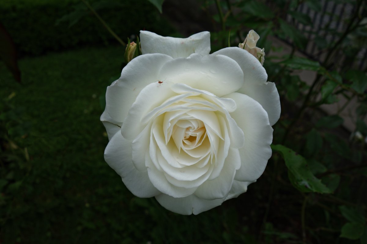 "Белая роза как ангелок... - Galina Dzubina