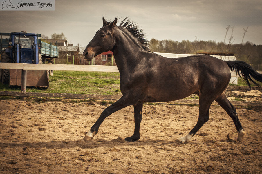 Скачущая лошадь - Светлана Козлова