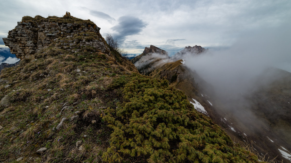 Можжевельник и туман в горах - Александр Плеханов