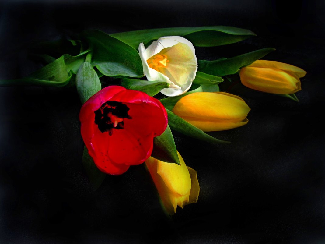 Тюльпаны на черном - Сергей Карачин