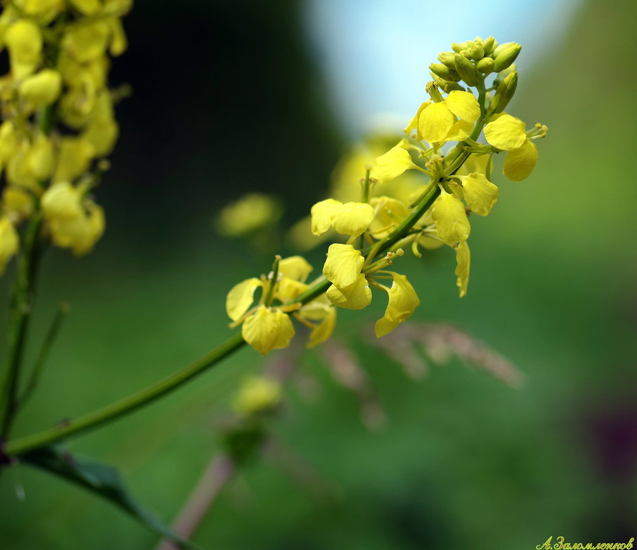 Желтушник раскидистый (желтушник серый). (2 фото)