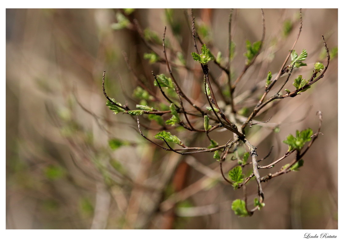 spring - Linda Ratuta