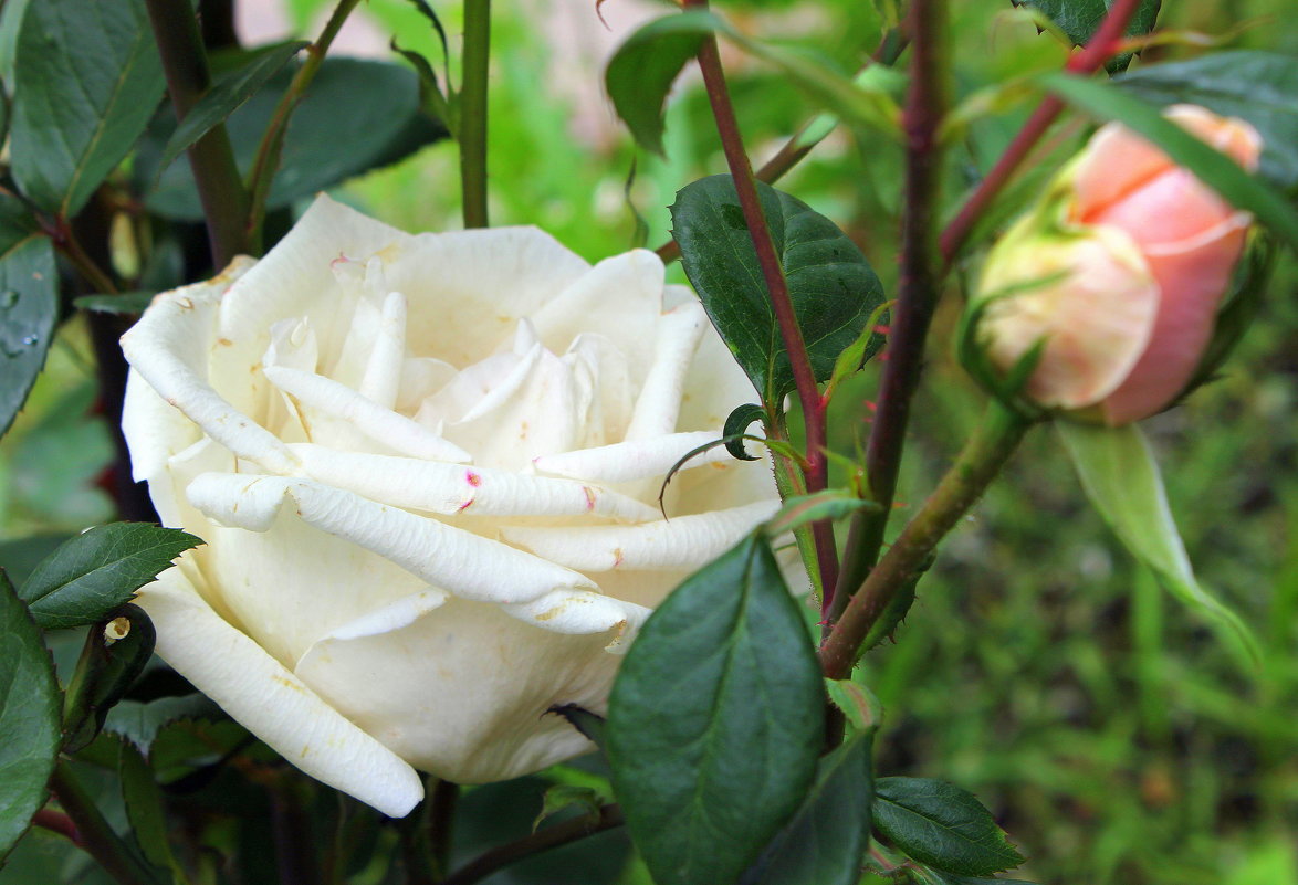 То роза белая, краснеющая от стыда, внимая повести любовной, что соловей поёт всегда. - Валентина ツ ღ✿ღ
