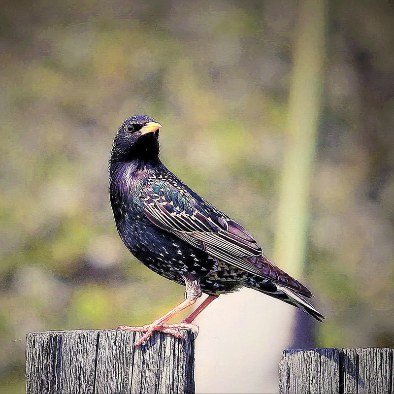 ... And it is stupid starling, as the song goes? - Александр Липецкий