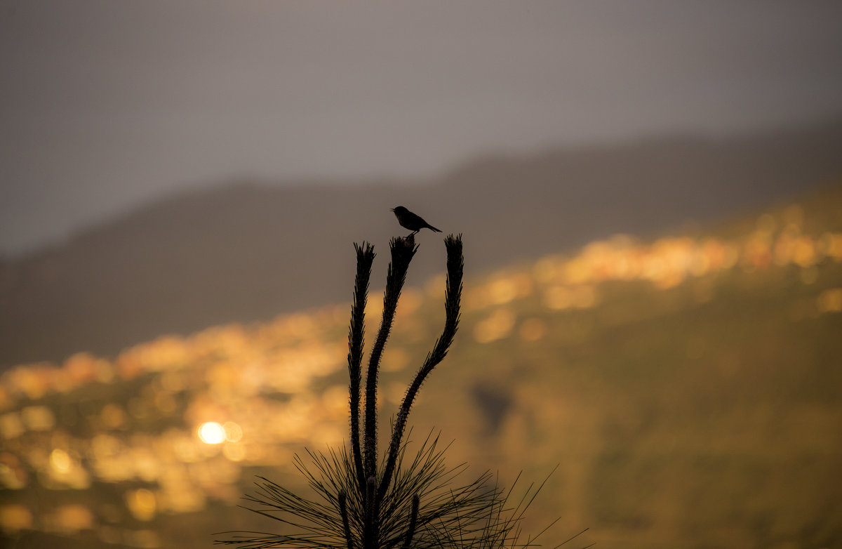 Птичка на фоне заката над городом - Виктор М