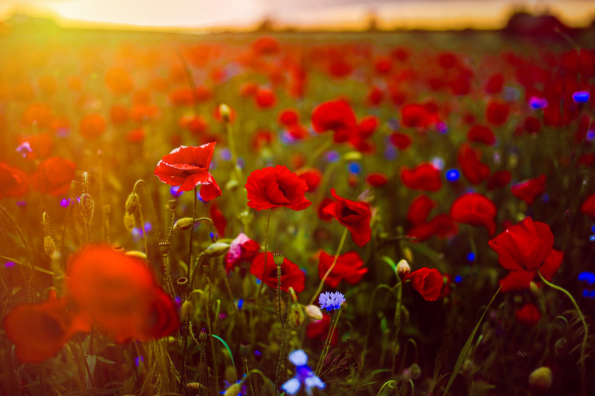 Sea of Poppies - Ruslan Bolgov