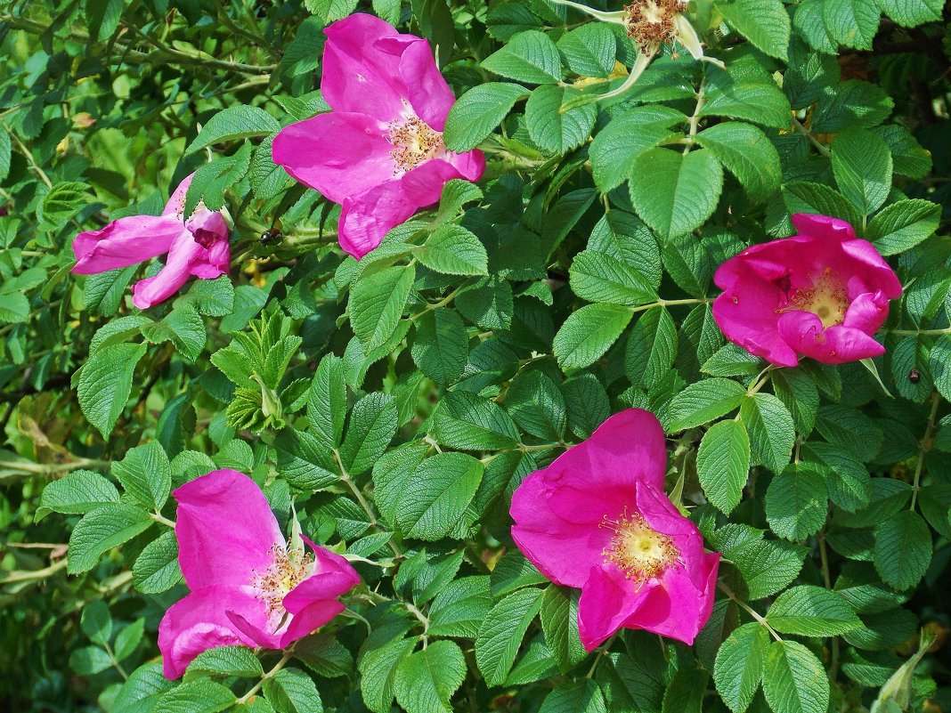 Розовый шиповник - Фотогруппа Весна
