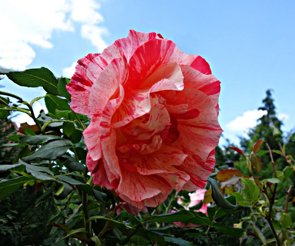 Роза сорта Papageno - Galina Dzubina