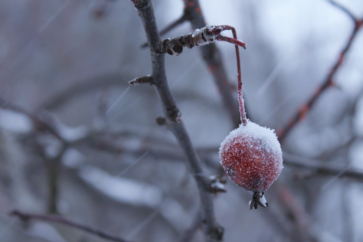 Райское яблоко в снегопад - Avada Kedavra! 