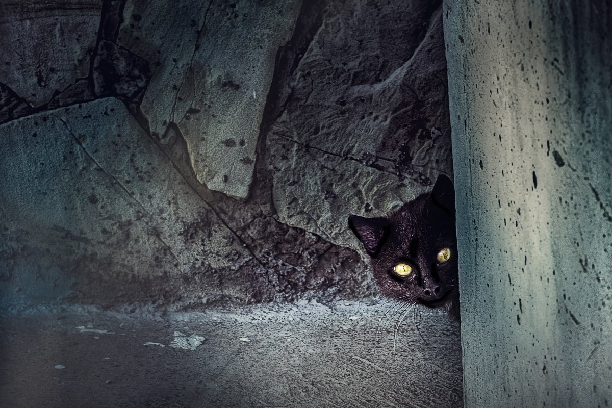 Чёрный кот - Olga Zhukova