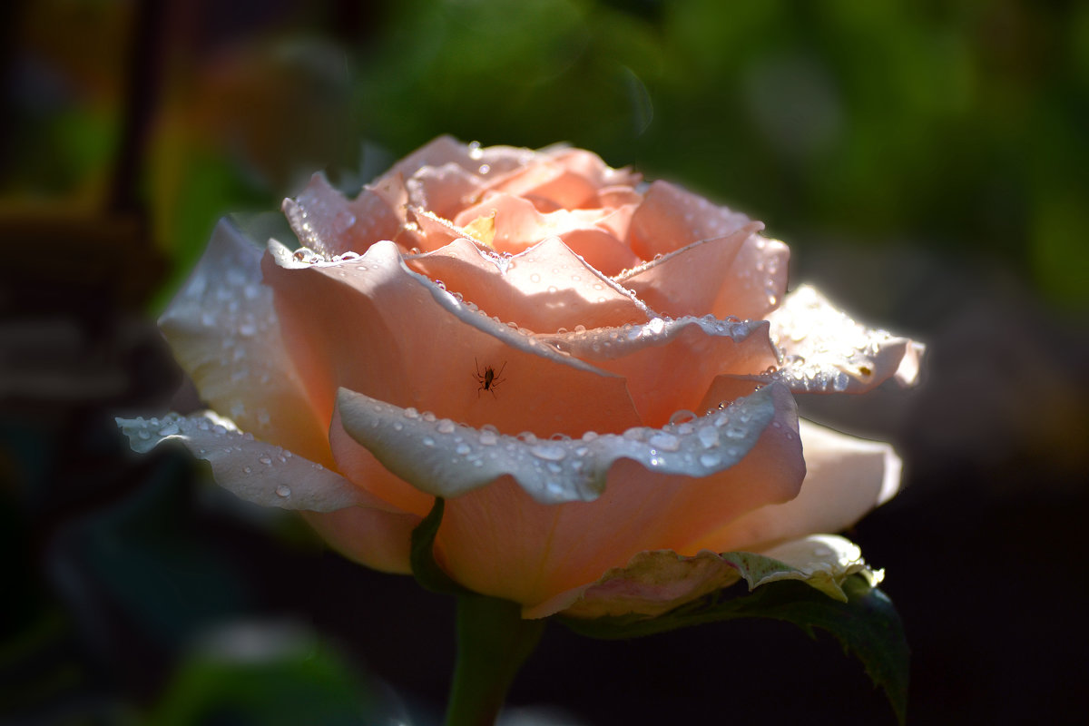Утренняя роза - Nina Streapan