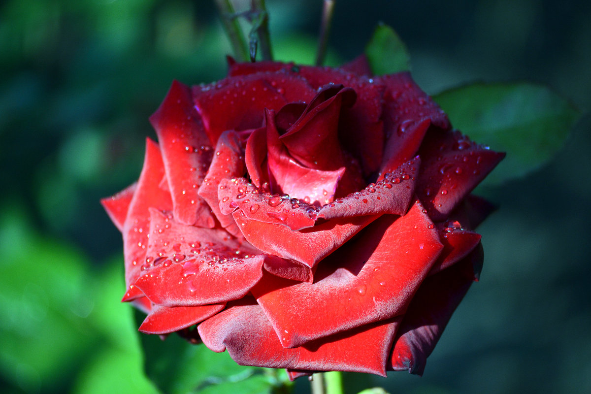 О, как прекрасна утренняя роза! - Nina Streapan