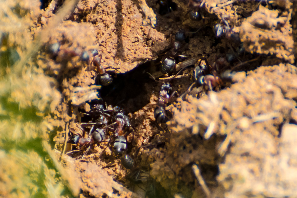 Жизнь муравьев - Кот Шредингера